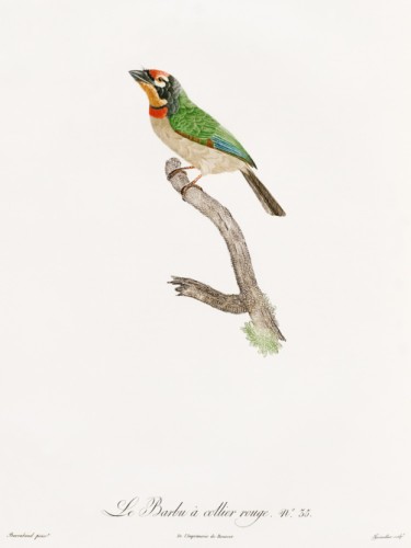 Des Oiseaux de Paradis