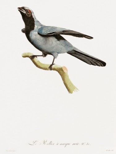 Des Oiseaux de Paradis