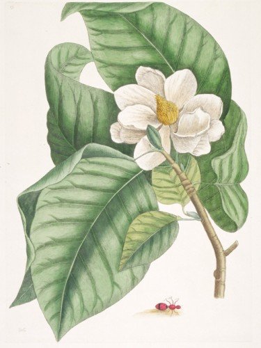 Small White Magnolia