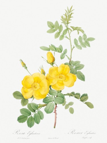 Sweetbriar Rose