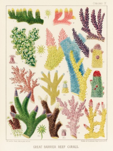 The Great Barrier Reef of Australia
