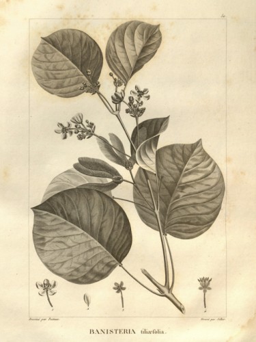 Banisteria tiliaefolia