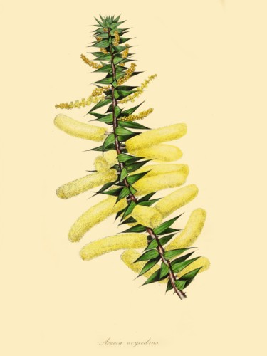 Acacia Oxycedrus