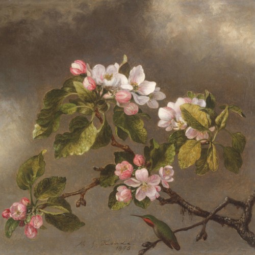 Hummingbird and Apple Blossoms