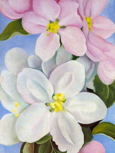 Apple Blossoms