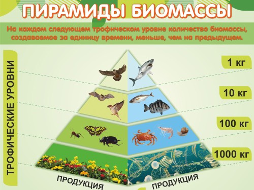 Пирамиды биомассы