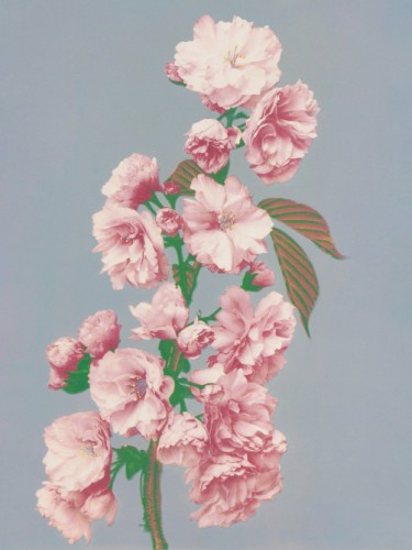 Cherry Blossom