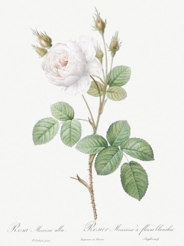 White Moss Rose