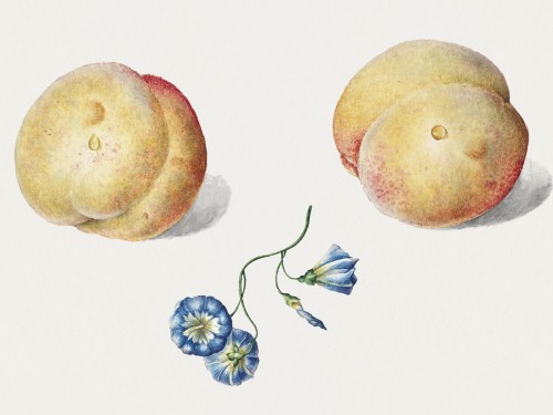 Twee perzikken en een bloem