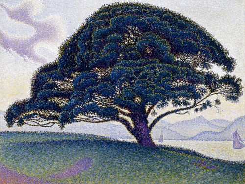 The Bonaventure Pine