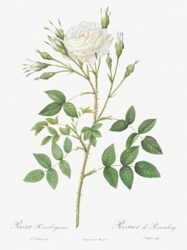Rose of Rosenberg