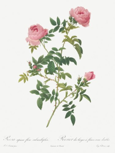 Hundred-petalled English Rose