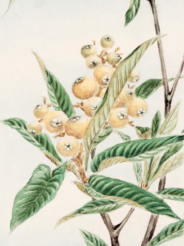 Biwa loquat