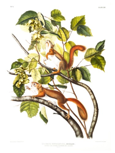 Hudson's Bay Squirrel