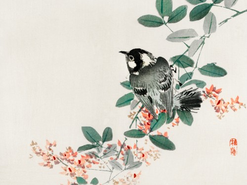 Black-capped chickadee