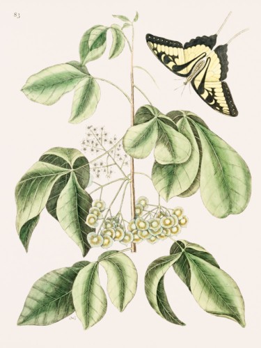 Swallowtail