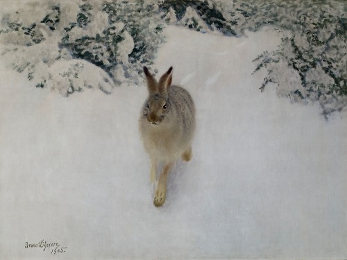 Hare in Winter