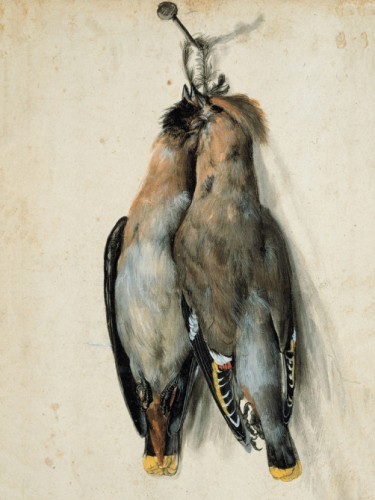 Two Dead Bohemian Waxwings