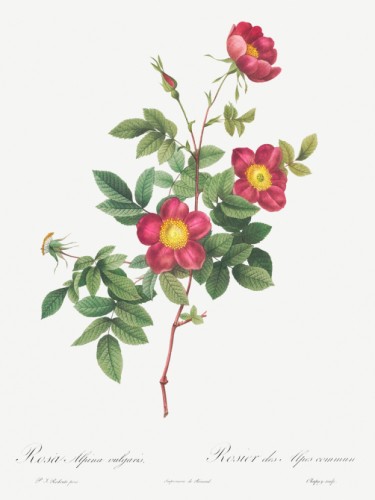 Alpine Rose