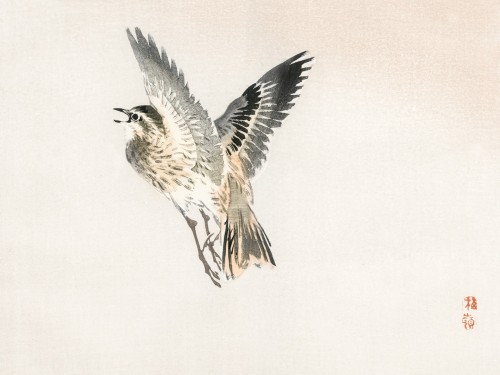 Sparrow