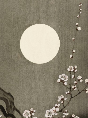 Blooming plum blossom at full moon