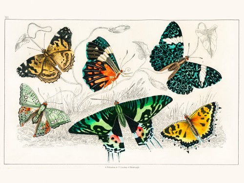 Goldsmith's Animated Nature