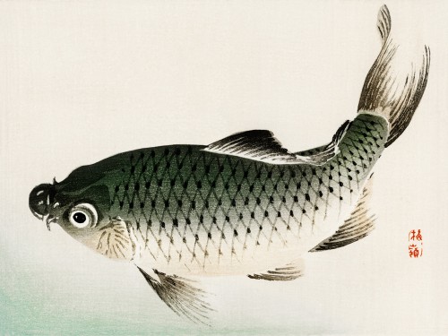 Carp