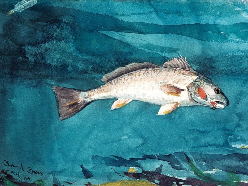 Channel Bass, 1904