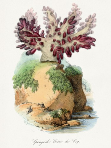 Le Jardin des Plante