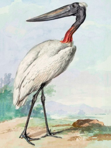 Jabiru