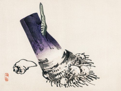 Taro