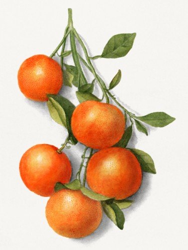 Мандарины