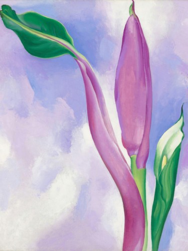 Pink Ornamental Banana