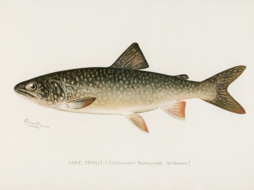 Fish Illustrations