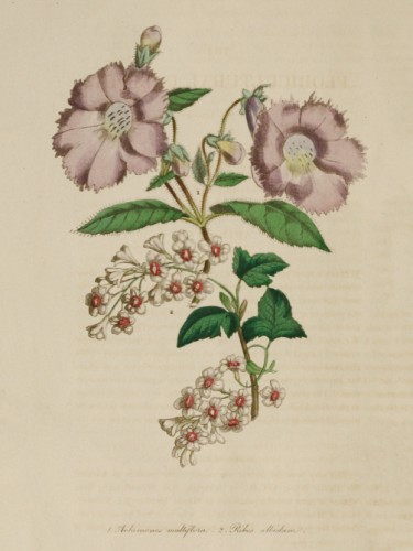 Achimenes Multiflora, Ribes Albidum