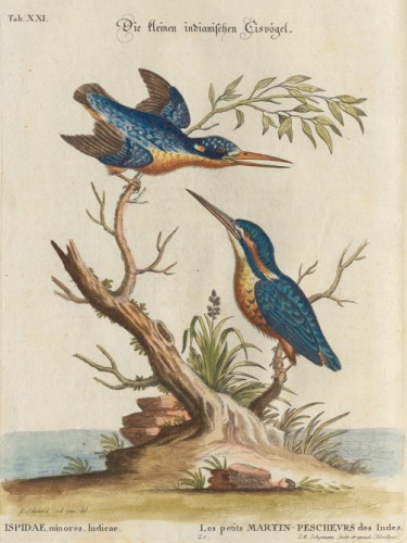 Birds illustration