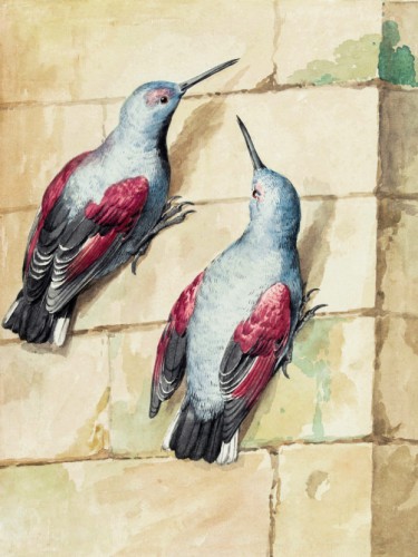 Two wallcreepers