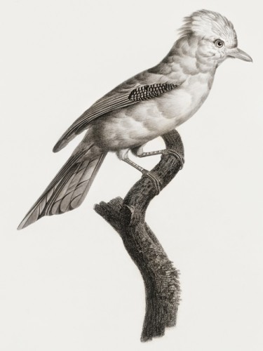 Des Oiseaux de Paradis