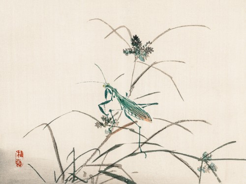 Grasshopper