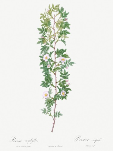 Cuspidate Rose
