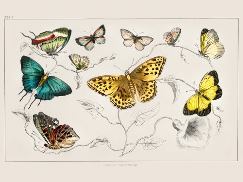 Goldsmith's Animated Nature