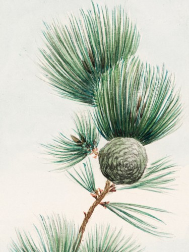 Gayo matsu pine