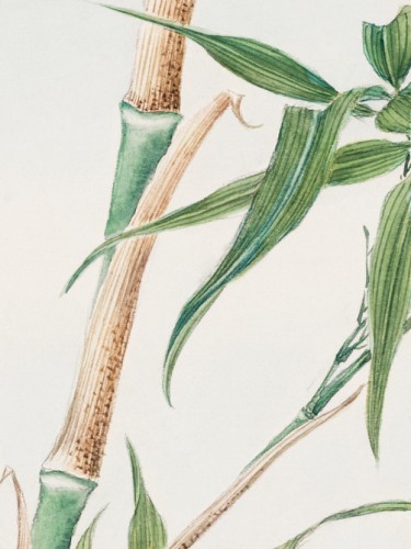 Japanese Bamboo