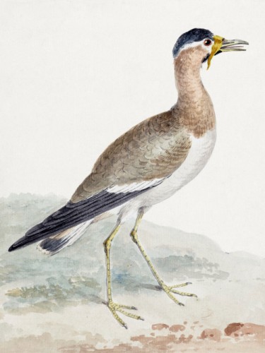 A Yellow-wattled Lapwing