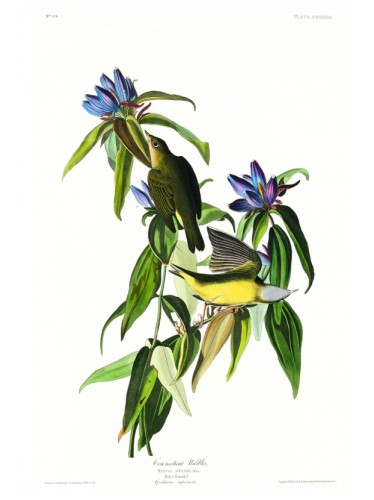 Connecticut Warbler