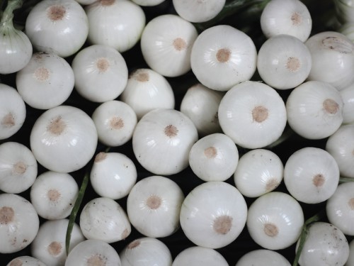 Лук