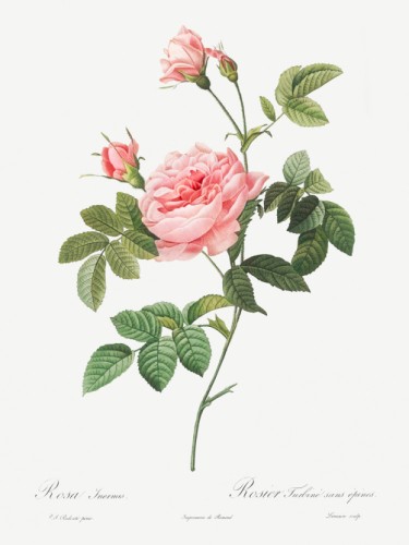 Boursault Rose
