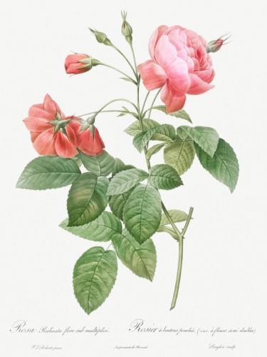 Boursault Rose