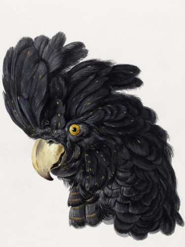 Cockatoo Head