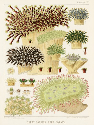 The Great Barrier Reef of Australia